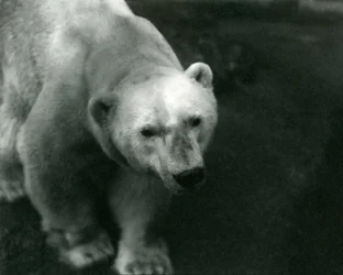 Polar Bear 